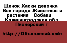 Щенок Хаски девочка - Все города Животные и растения » Собаки   . Калининградская обл.,Пионерский г.